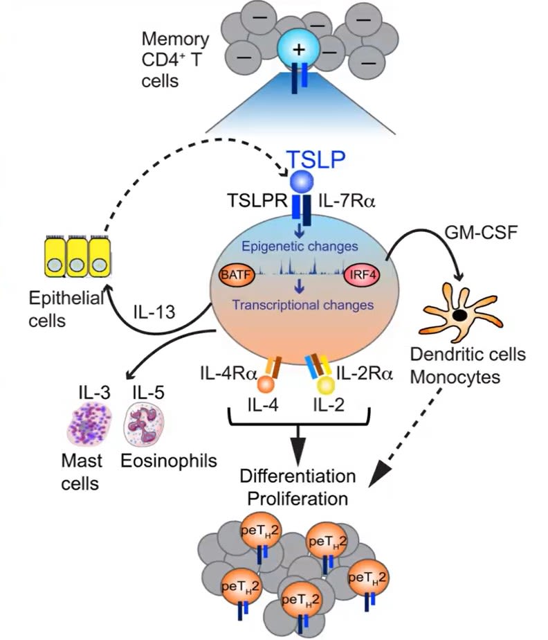 TSLP Inhibitors as Potential Therapy for Eosinophilic Esophagitis